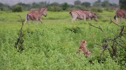 Cheetahs watching a Zebra herd Stock Footage 235784681