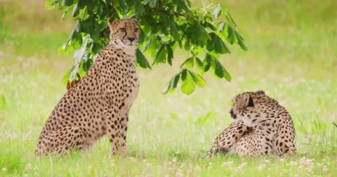 Cheetahs yawning on field in forest Stock Footage 133227856