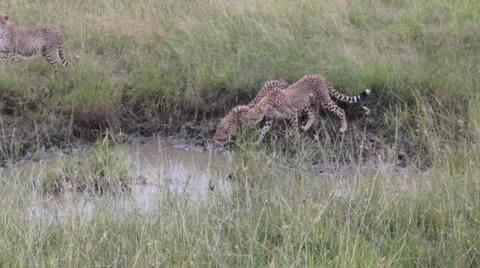 Cheetas Drinking from Muddy Water Stock Footage 25698927