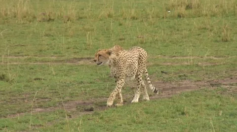 Cheetha Stock Footage 12336341