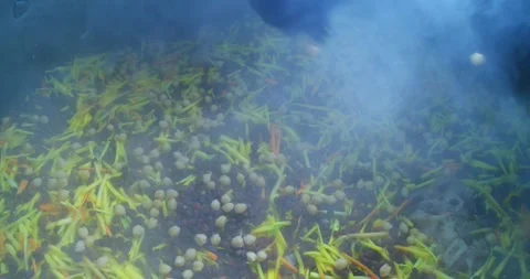 Chef adding chickpeas to Uzbek plov cooking in a cauldron, close-up Stock Footage 329667084