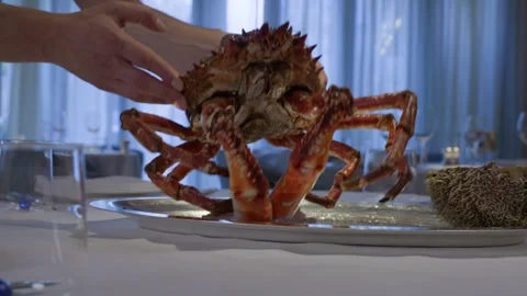 Chef arranging spiny lobster for a fine dining seafood display Stock Footage 344308457
