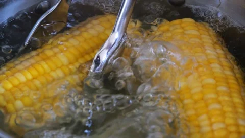 Chef boiling corn cobs in pot on stove Stock Footage 305808232