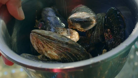 Chef catches live seafood and fresh mussels from the aquarium for cooking Stock Footage 129581663