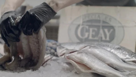 Chef Choosing Fresh Octopus From The Ice Fridge Display With Seafood At The Stock Footage 112540377