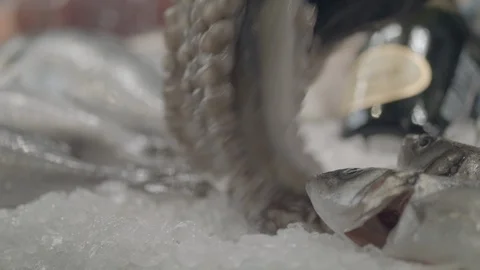 Chef Choosing Fresh Octopus From The Ice Fridge Display With Seafood At The Video stock 113275762