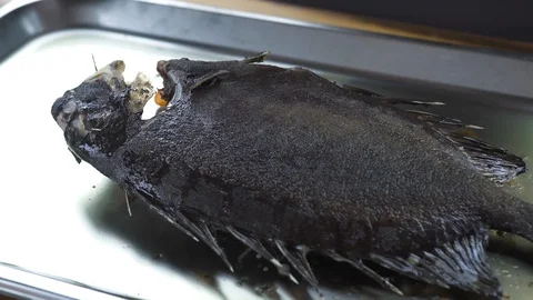 Chef cook decorating grilled fish with vegetable garnish on restaurant cuisine Video stock 104483989