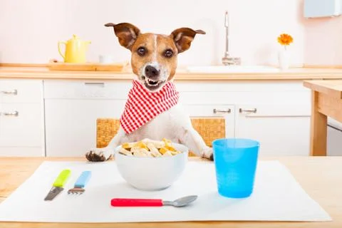 Chef cook dog in kitchen Foto stock