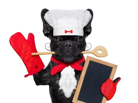 Chef cook dog Stock Photos