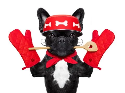 Chef cook dog Stock Photos