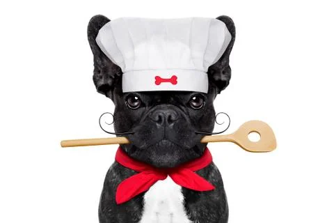 Chef cook dog Stock Photos
