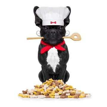 Chef cook dog Stock-Fotos