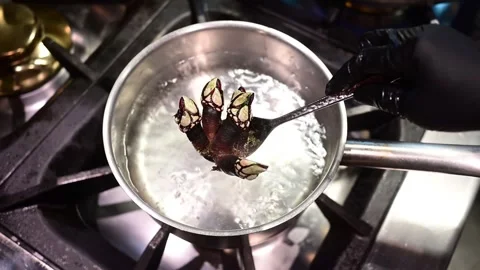 Chef cooking gooseneck barnacles in boiling water Video stock 327114293