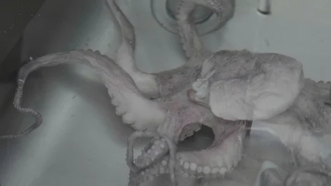 Chef cooking octopus 스톡 동영상 104103331