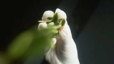 Chef Cooking In Slow Motion Видео 127483933