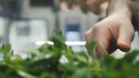 Chef cutting greens Stock Footage 114162731