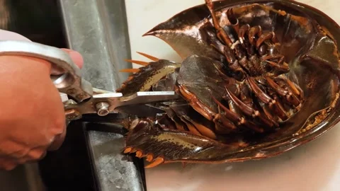 Chef Cutting Open a Fresh Horseshoe Crab with Scissors on a Cutting Board Video stock 344220766