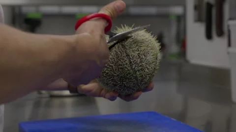 Chef cutting open a fresh sea urchin in a restaurant kitchen Stock Footage 344303152