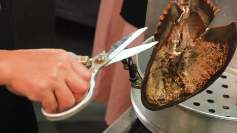 Chef Cutting Open Prehistoric Horseshoe Crab Shell with Kitchen Shears for Tradi Stockbeeldmateriaal 344221159