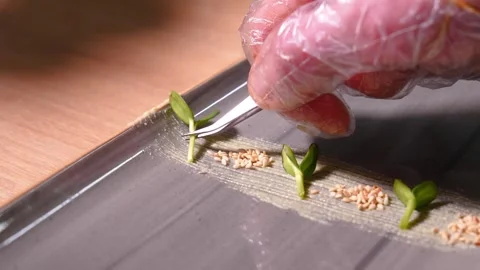 Chef decorates plate for serving sushi with sesame seeds microgreens and wasabi. Stock Footage 269546887