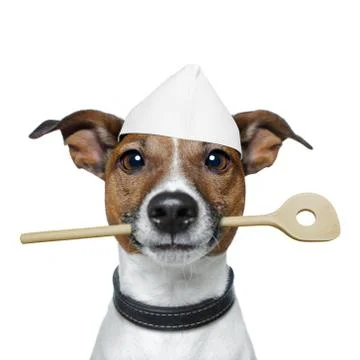 Chef dog イラスト素材