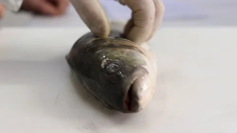 The chef fillets and cleans a fish Stock Footage 121495056