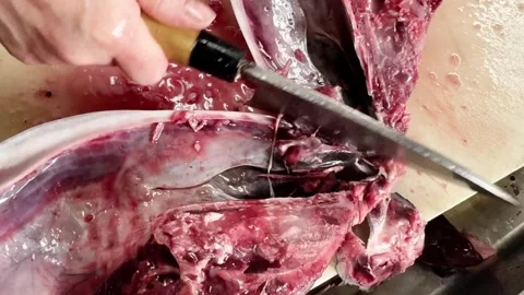 Chef finishing scooping the meat out of a fresh bluefin tuna head, close up Stock Footage 339312878