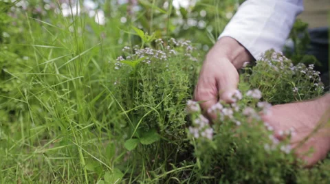 Chef in garden Stock Footage 39379506