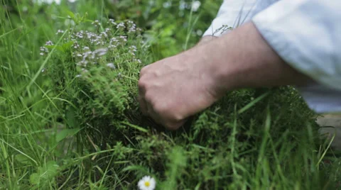 Chef in garden Stock Footage 39379595