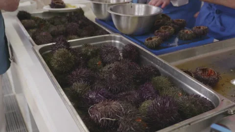 Chef hand picking fresh sea urchin from a tray. Stock Footage 333595538