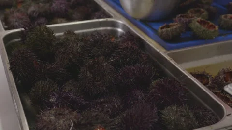 Chef hand picking fresh sea urchin from a tray. Stock Footage 333595708
