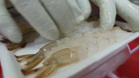 Chef hand wearing a white protective glove organizing fresh butterfly cut white Stock-Footage 343028885
