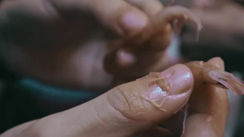 Chef Hands Removing Shrimp Shell (Macro) Stock Footage 299577720