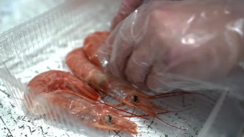 Chef with his hands in gloves puts shrimps in plastic box. HD Stock Footage