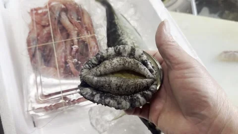 Chef Holding A Live Abalone In His Hand Close Up In A Japanese Kitchen Stock-Footage 338206536