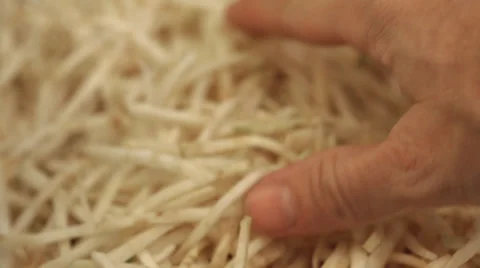 Chef inspecting chopped root vegetables Stock Footage 35919748