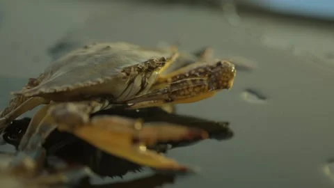 Chef makes steamed crabs, river crabs, green crabs, washed fresh crabs Stock Footage 273440436