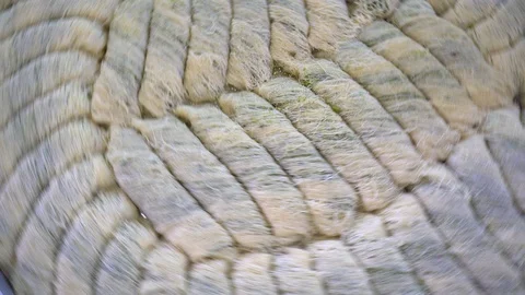 Chef Is Making walnut Baklava. Stock Footage 121739348