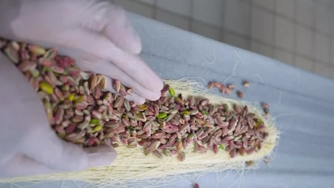 The chef of oriental sweets adds pistachios to the kunafa dough Stock Footage 255103344