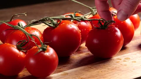 Chef picking ripe red tomatoes on the vine Stock Footage 305808534