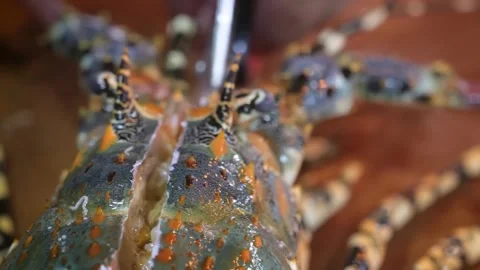 Chef Piercing Live Lobster Head with Knife for Fresh Seafood Preparation Vidéo 344217698