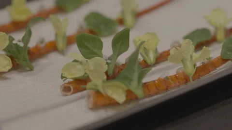 Chef placing details on a stems for dish decoration Vídeos de archivo 335703103