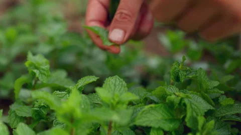 Chef plucking mint leaves Stock Footage 304381934