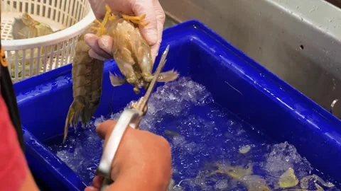 Chef Prep Fresh Jumbo Shrimp Cutting Tail with Scissors close up Stock Footage 344222900