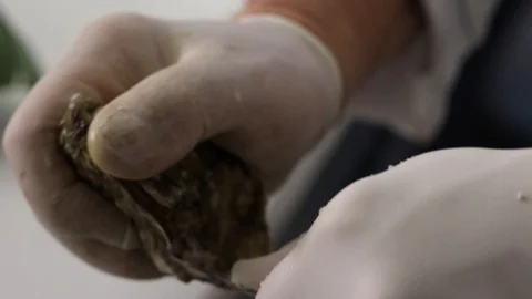 The chef prepares and cleans the oysters Stock Footage