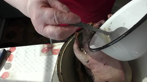 The chef prepares a wild goose for dinner Stock Footage 196313126