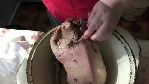 The chef prepares a wild goose for dinner Stock Footage 196313791