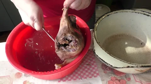The chef prepares a wild goose for dinner Stock Footage 196314783