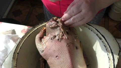 The chef prepares a wild goose for dinner Stock Footage 196316330