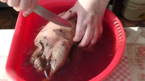 The chef prepares a wild goose for dinner Stock Footage 196316830